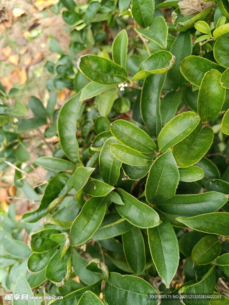翠绿叶片的生机植物