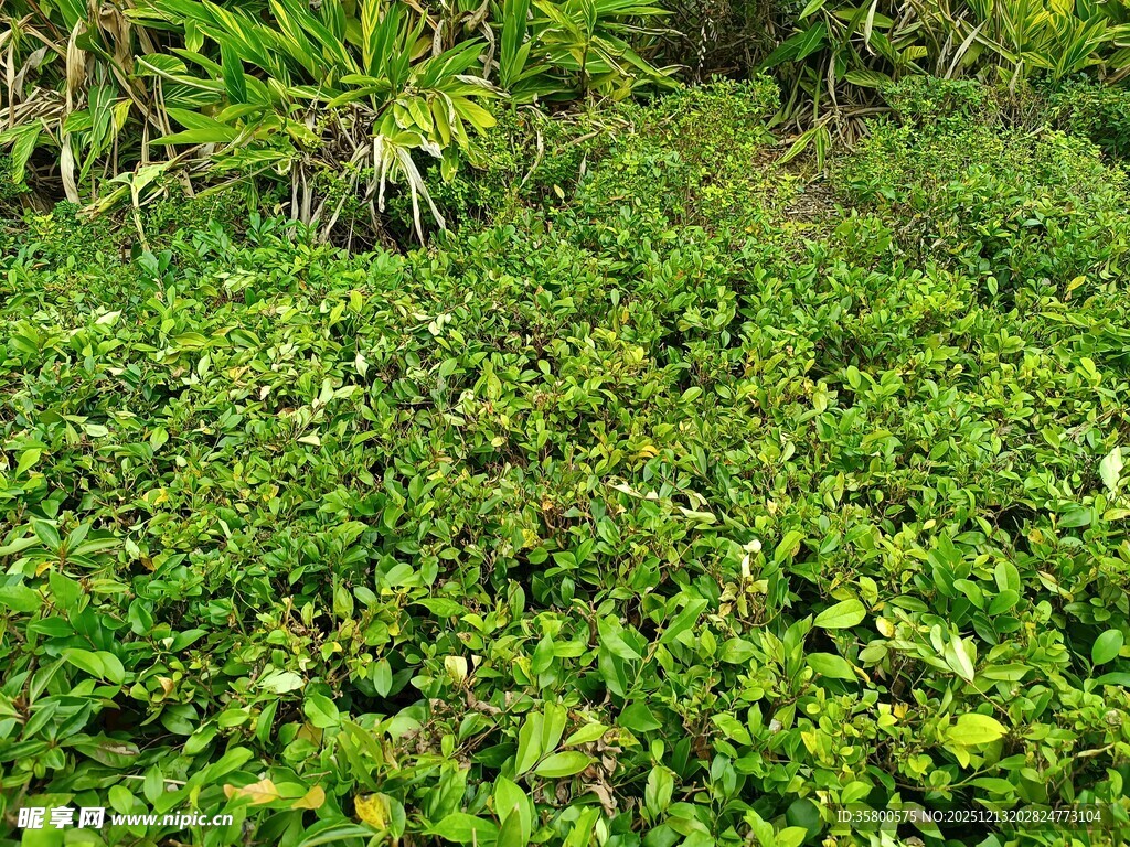翠绿繁茂的地面植物景观