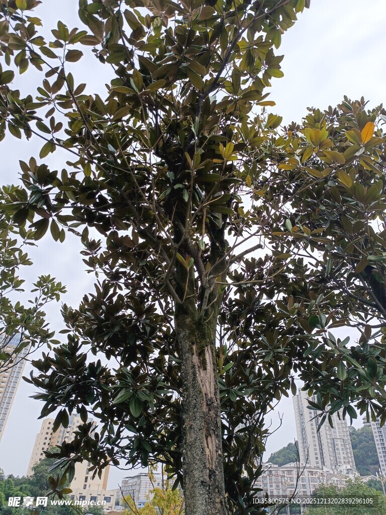 高大繁茂的户外树木