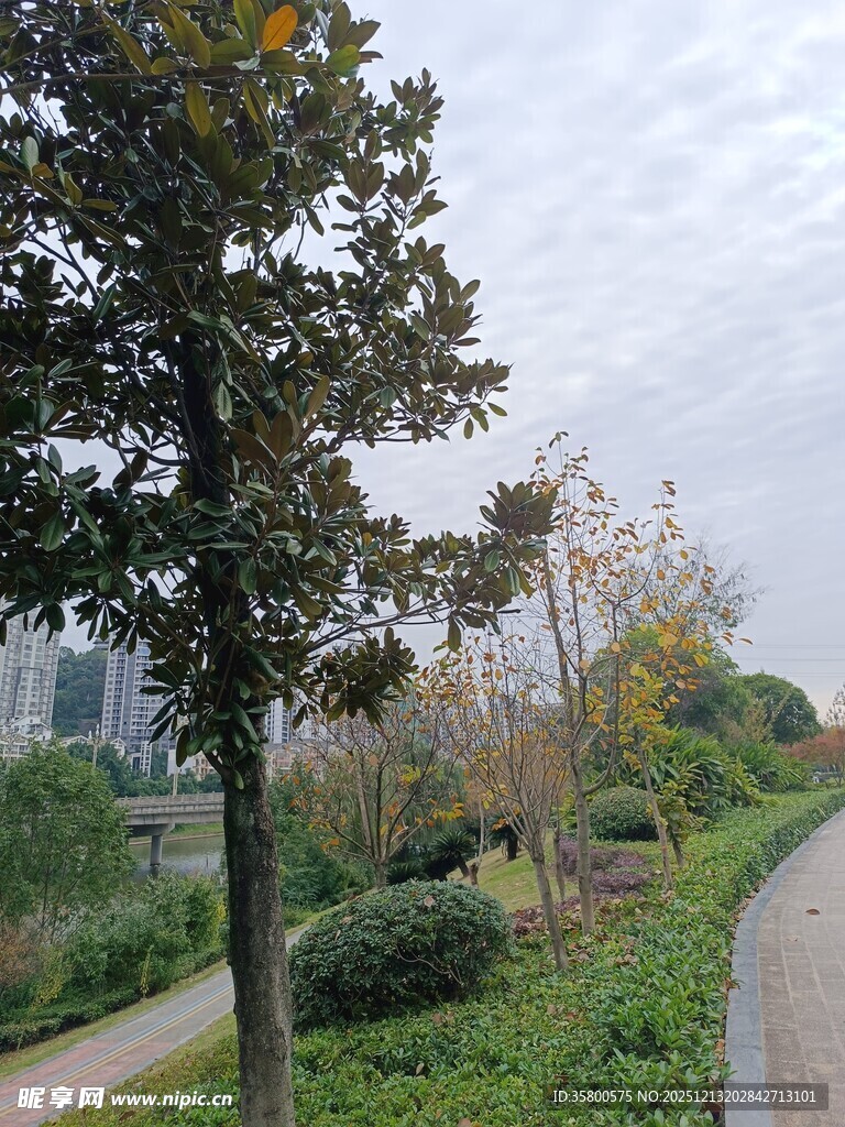 城市中的静谧林荫小道