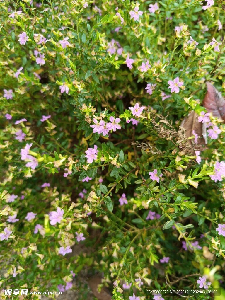 繁茂绿植间的细碎小花