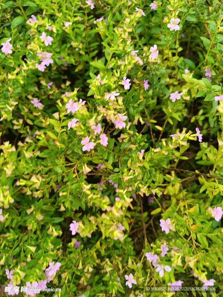 绿叶丛中的粉色小花