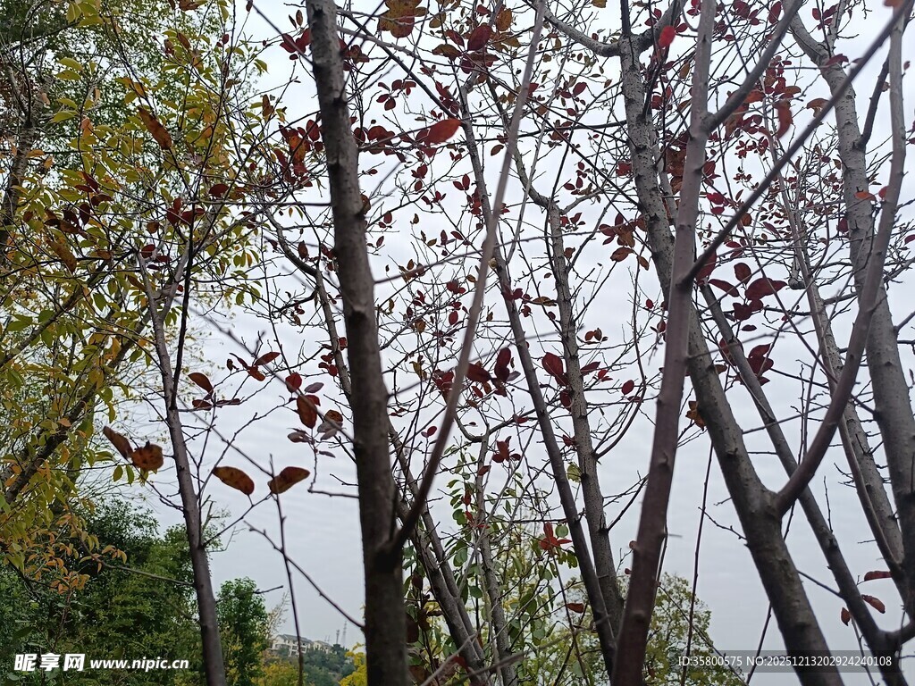 秋日红叶树枝景象