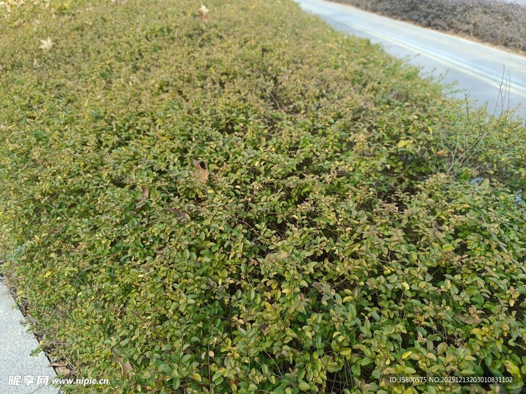 路边翠绿灌木丛