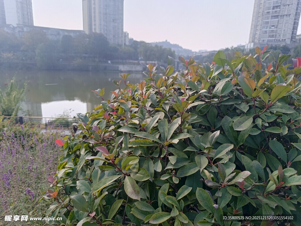 城市边的绿植景观