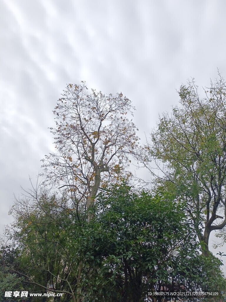 天空下的树木景观