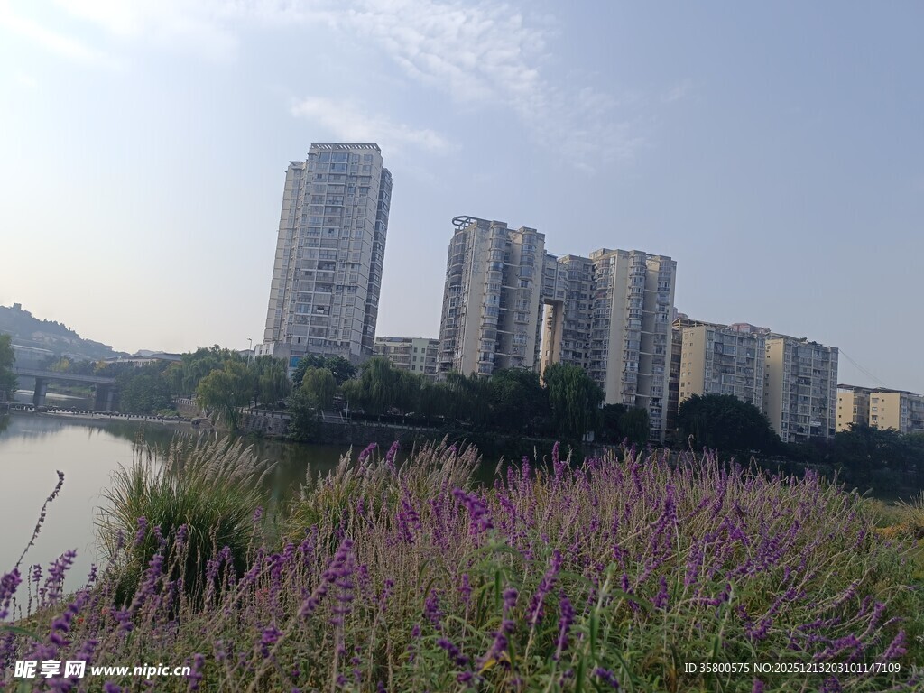 河畔紫花与林立高楼