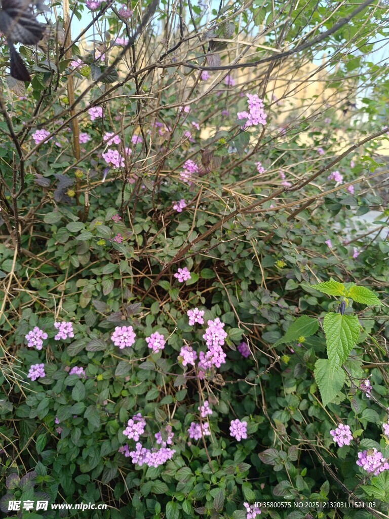 繁花盛开的茂密灌木丛