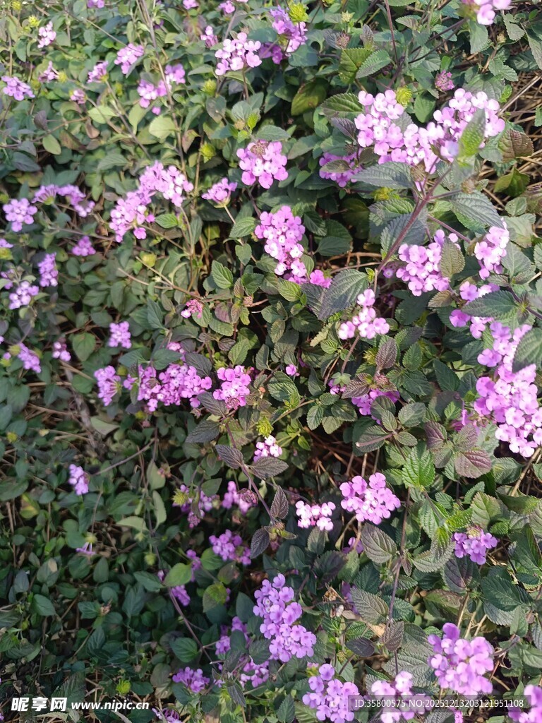 繁茂紫花绽放