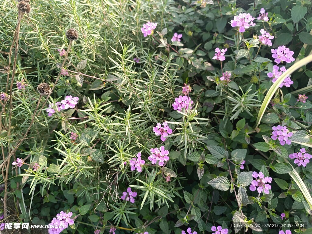 繁茂紫色花丛特写