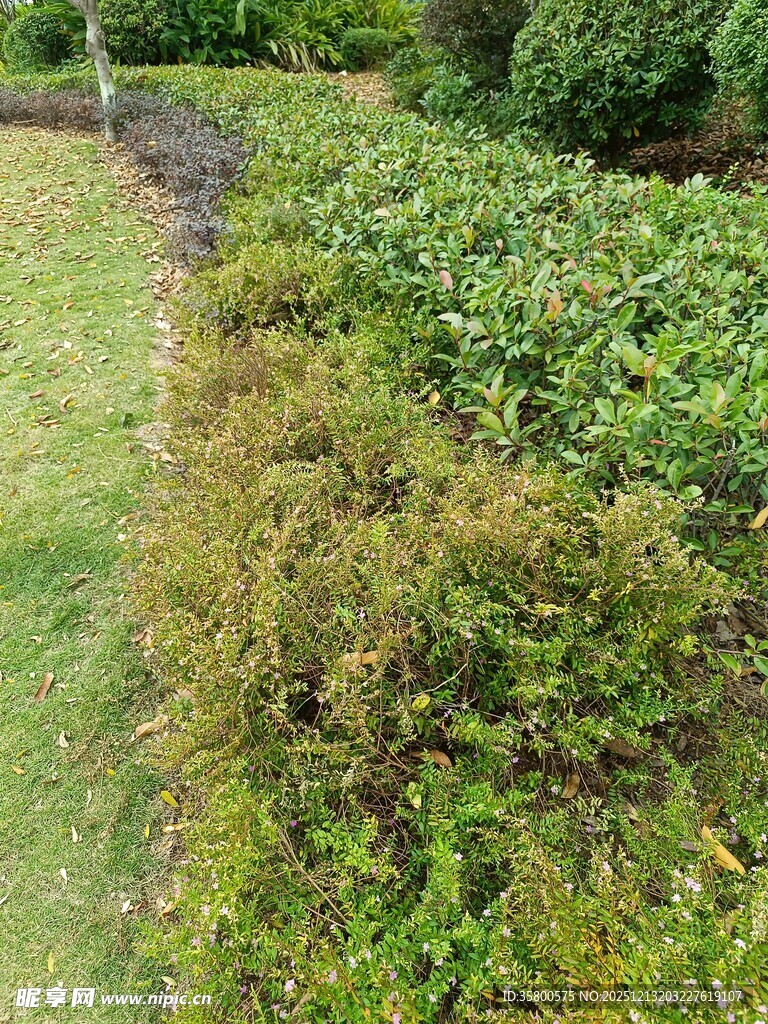 修剪整齐的绿植景观