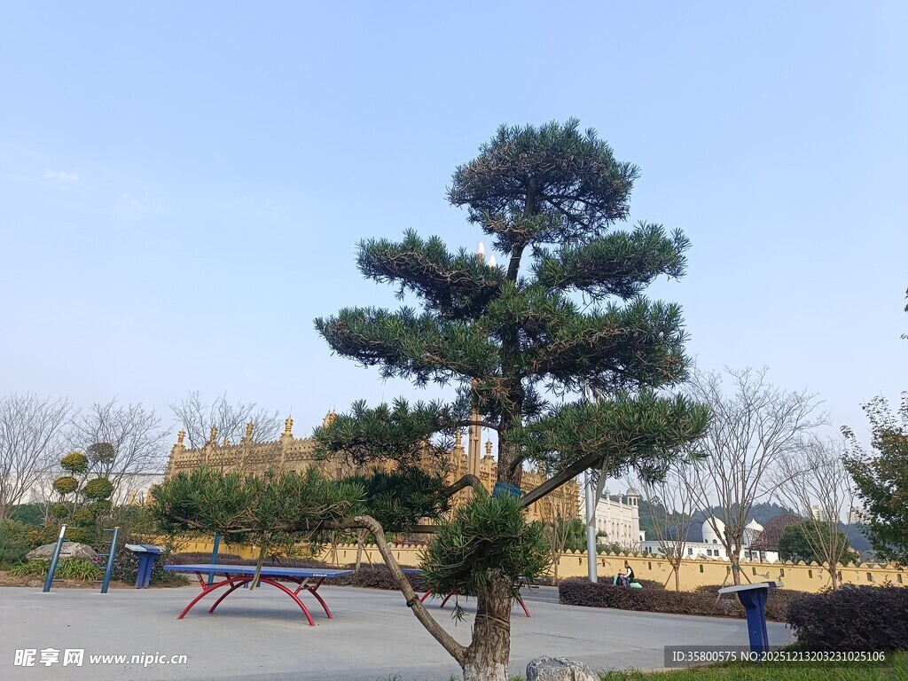 广场上的造型松树