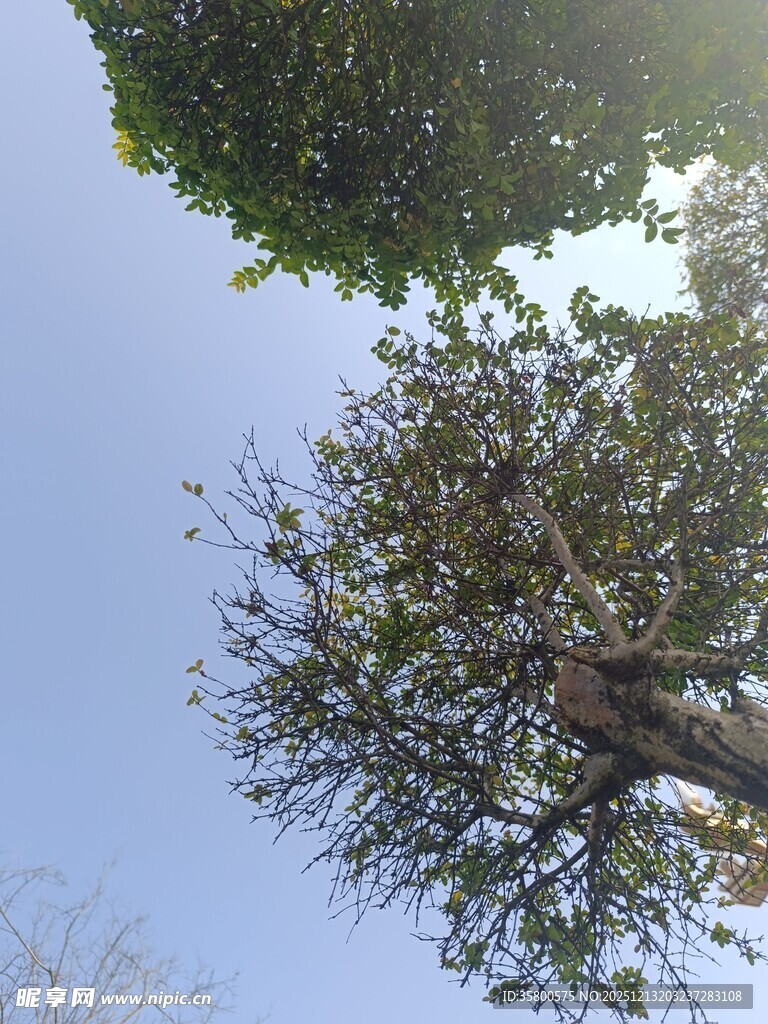 蓝天映衬下的繁茂树木