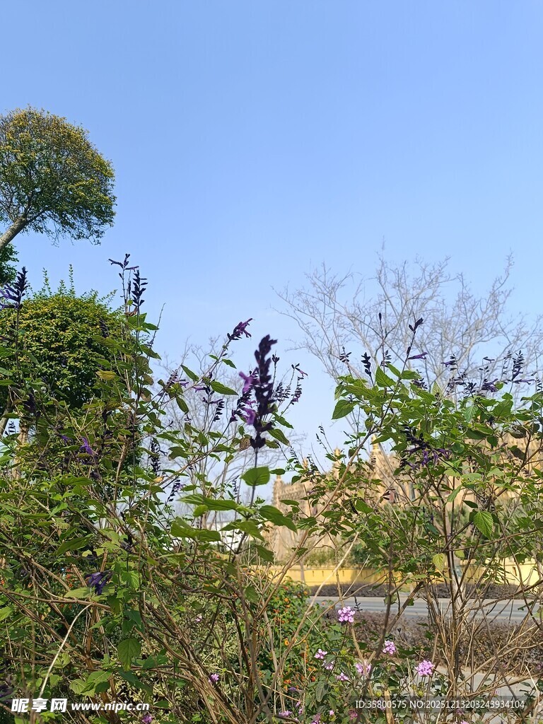 藤蔓间的紫色花朵