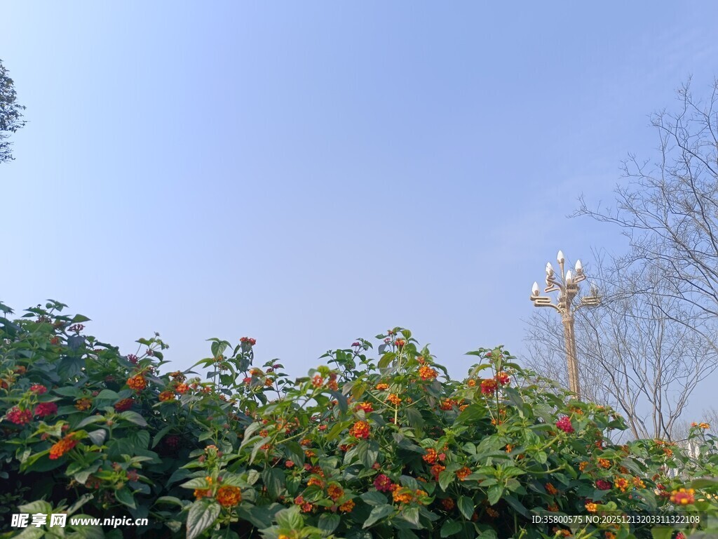 花丛中的白色风车