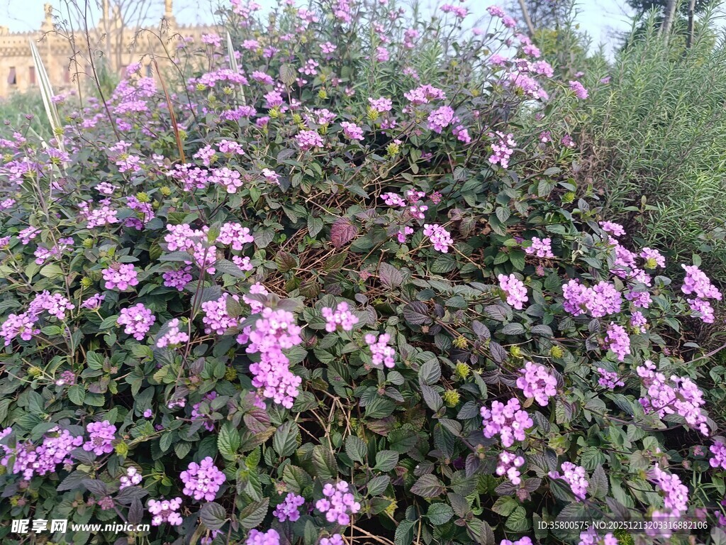 盛开的紫色花丛