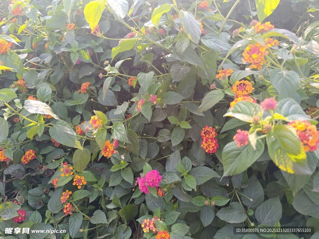 多彩花卉绽放生机