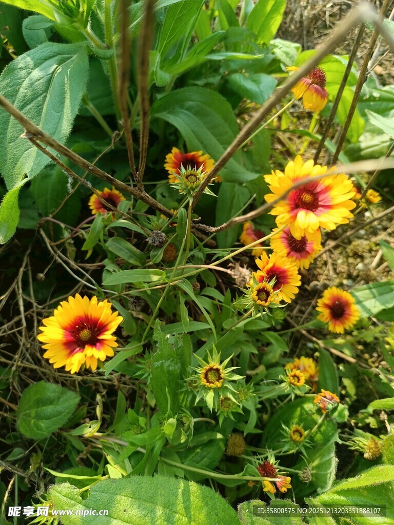 艳丽天人菊绽放于绿叶间