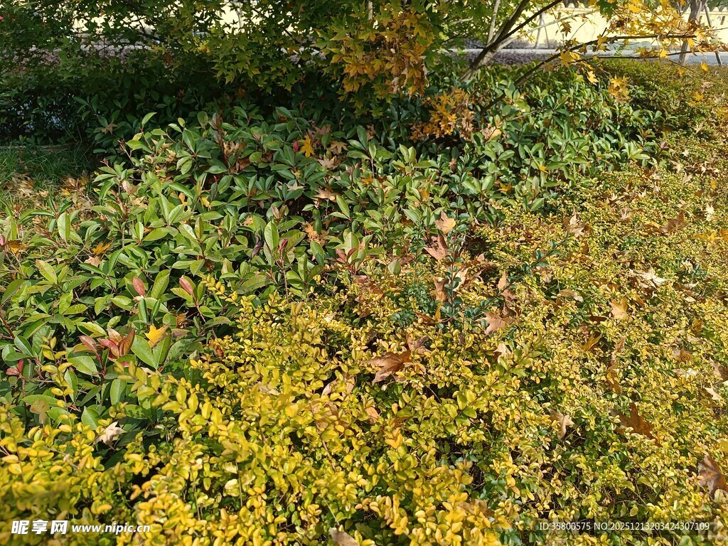 秋日多彩灌木丛景观