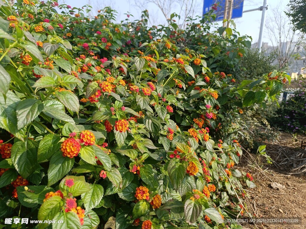 鲜艳金铃花绽放绿植间