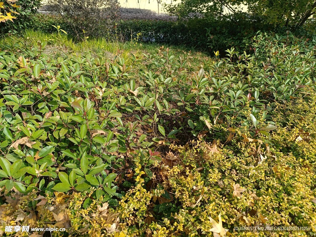 野外繁茂的绿色植物景观