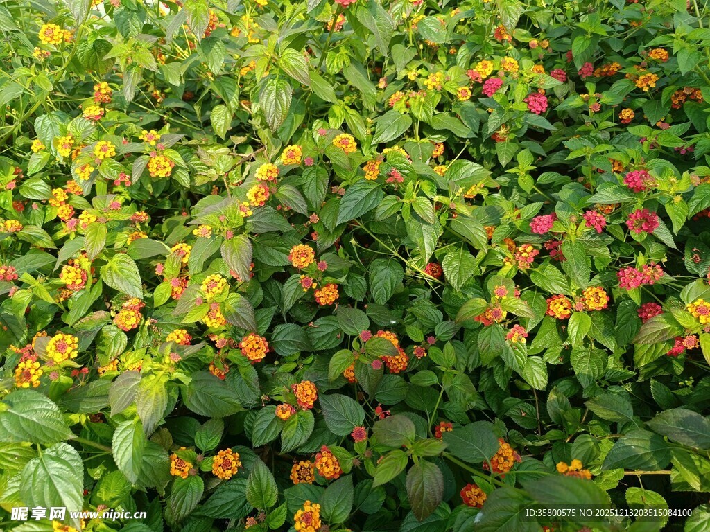 多彩花卉植物景观