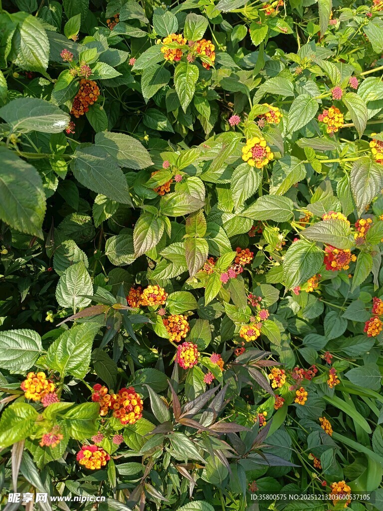 绿叶间的橙色小花绽放