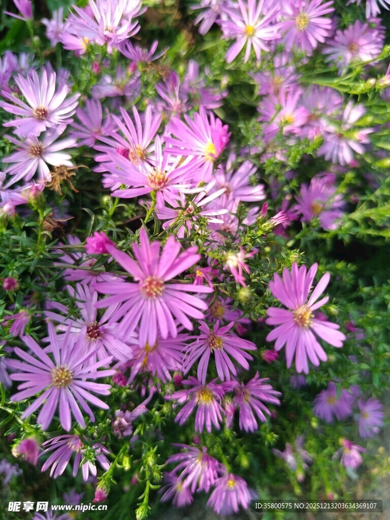 紫色小花绽放生机