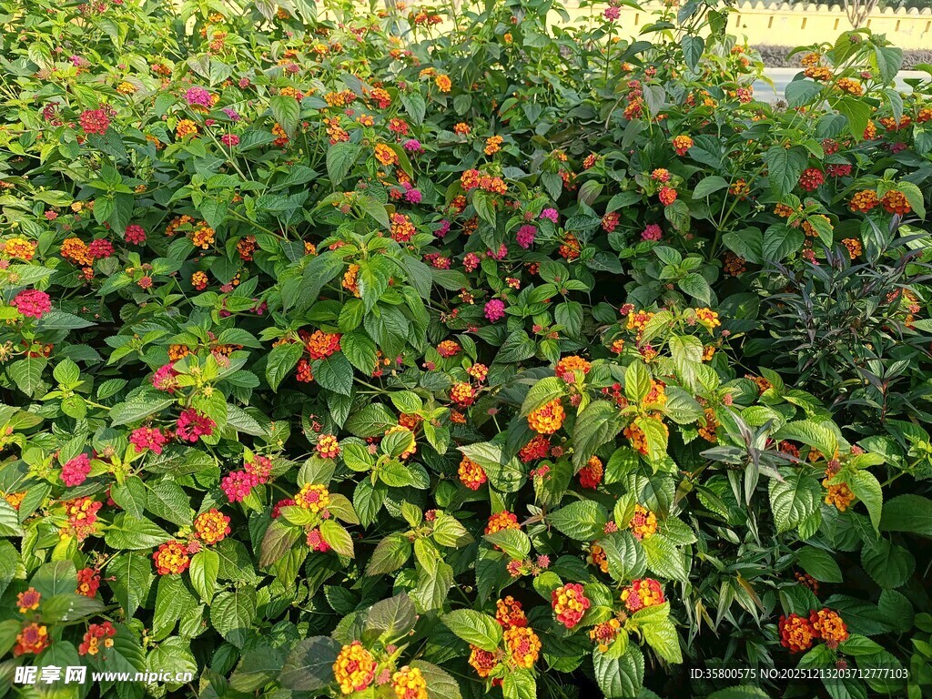 色彩斑斓的花卉绿植景观