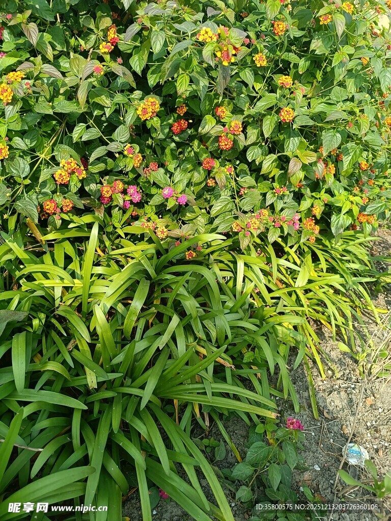 多彩花卉绿植景观