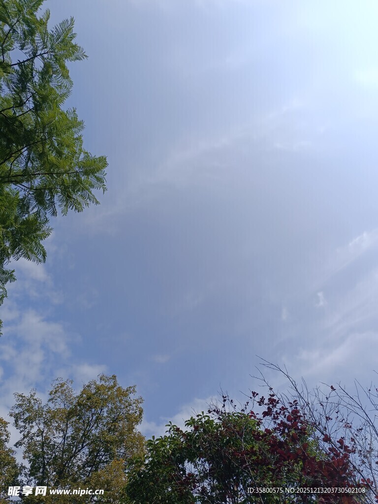 蓝天白云下的多彩树木