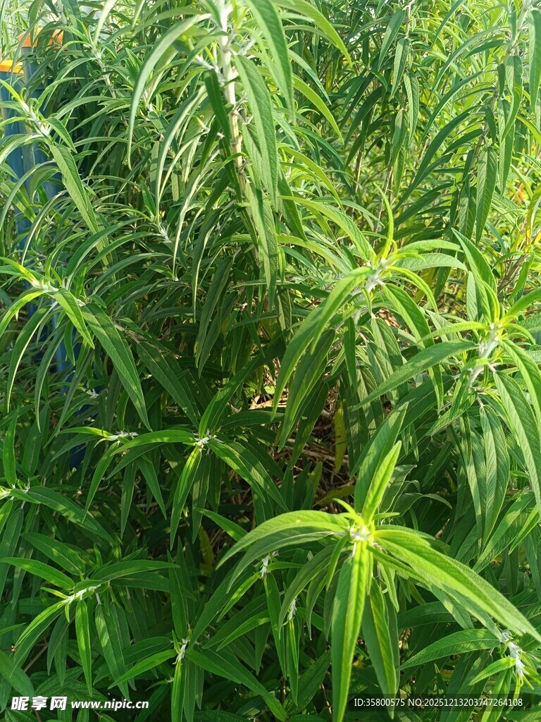 翠绿繁茂的热带植物景观