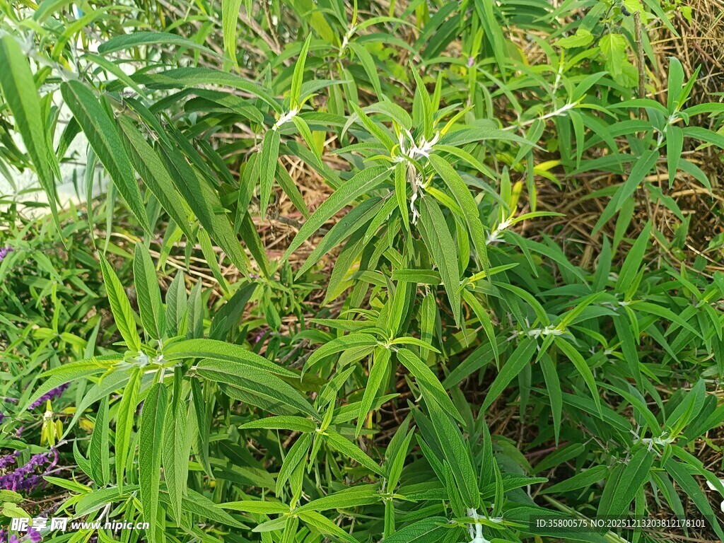 翠绿繁茂的热带植物景观