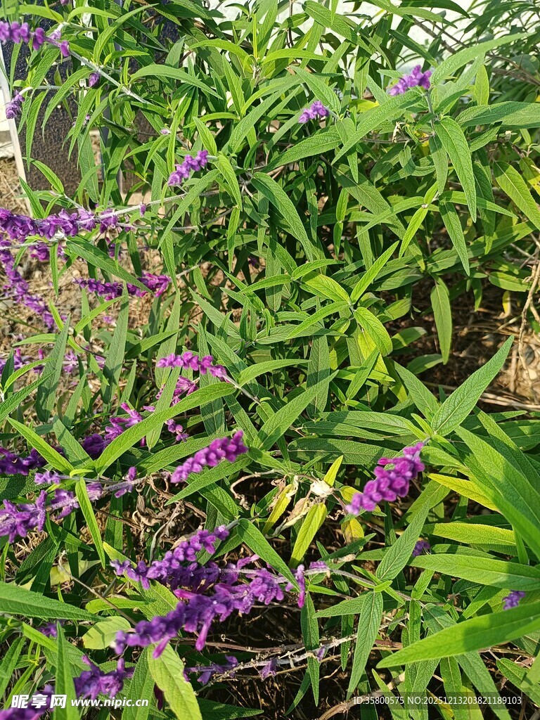 紫色花卉与绿叶的自然景致