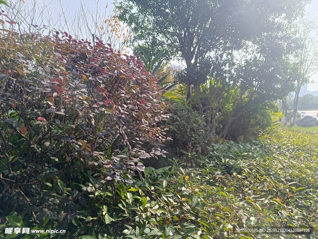 户外繁茂绿植景观