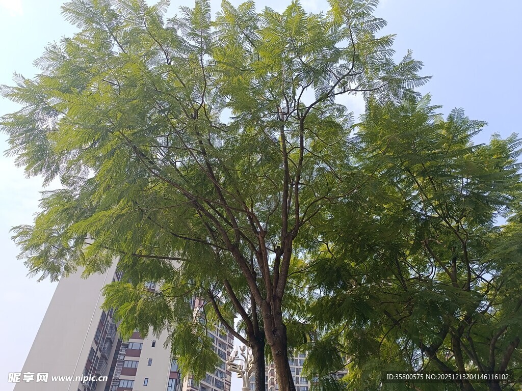 城市中葱郁的绿树