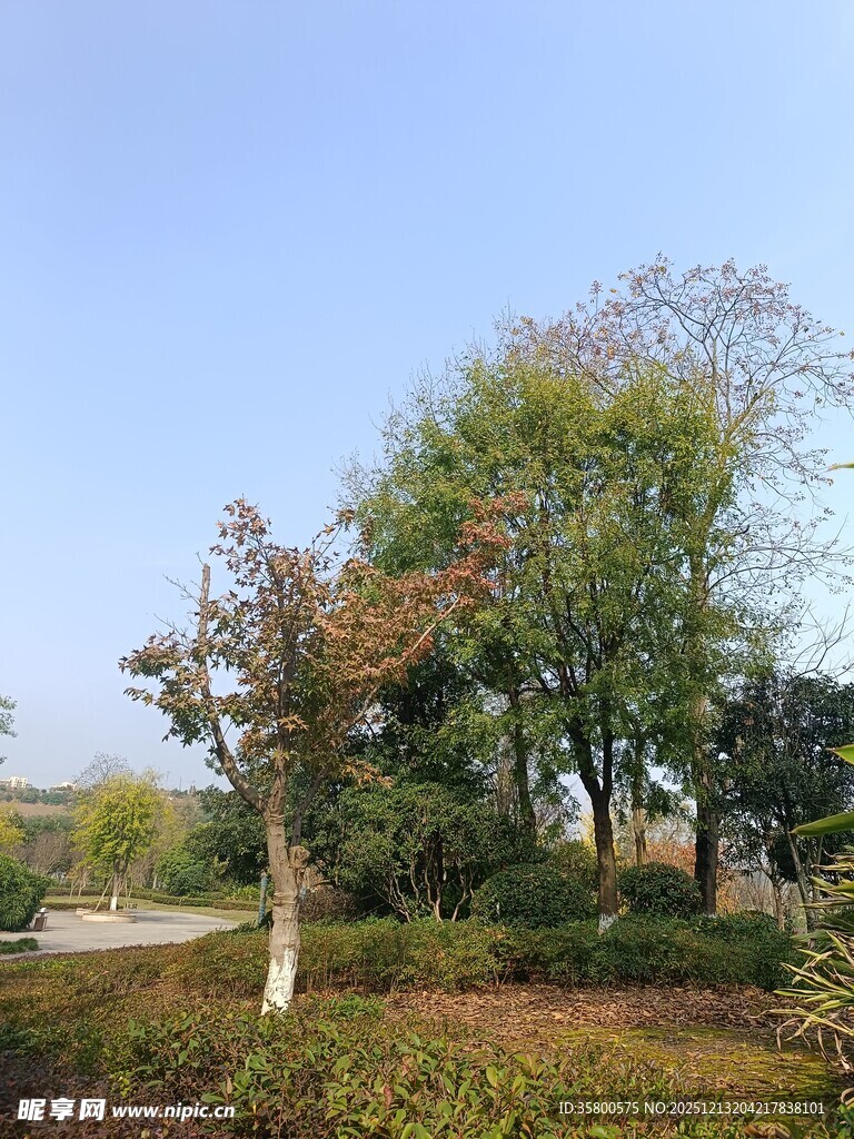 秋日户外树林风景