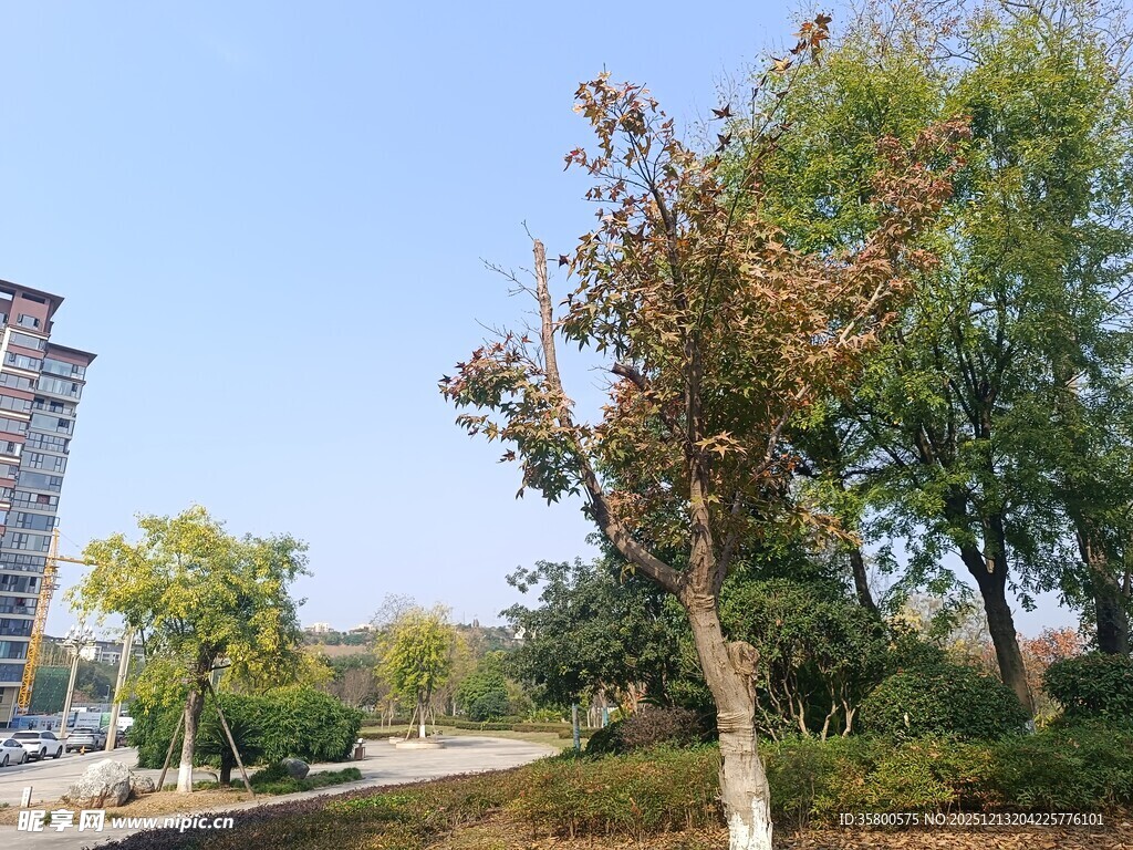 秋日城市中的树木景观