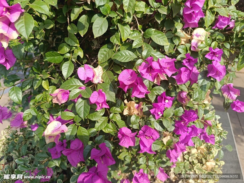 艳丽三角梅绽放