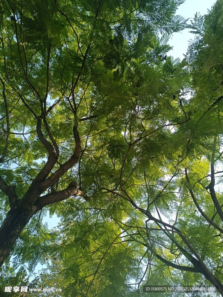 仰视繁茂绿树树冠