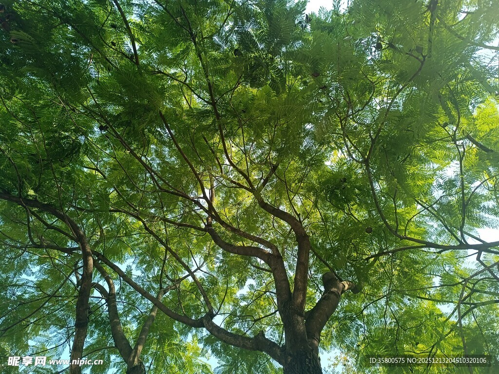 仰视繁茂绿树景象