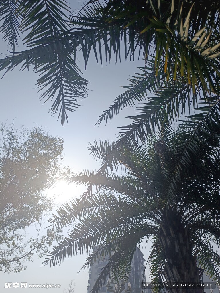 阳光洒落的棕榈树美景