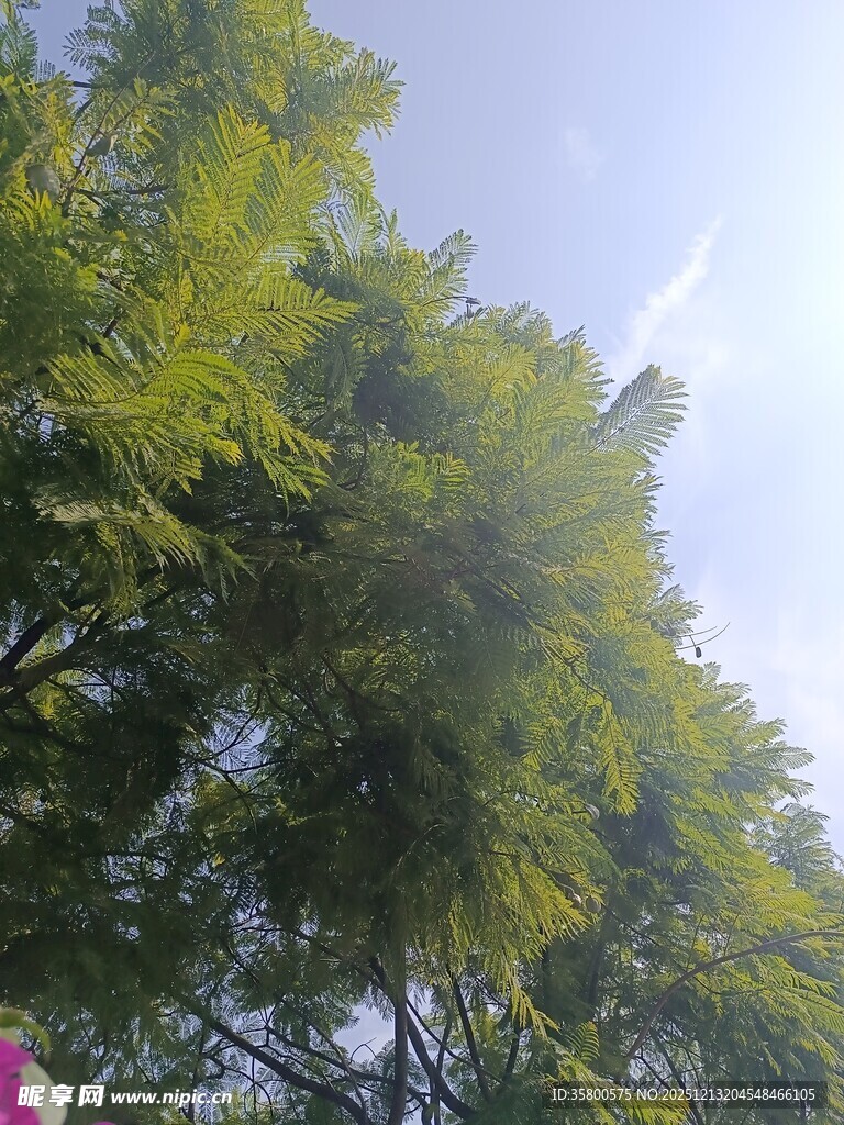 阳光下的葱郁绿树