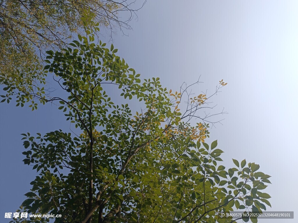 仰视视角下的繁茂绿树