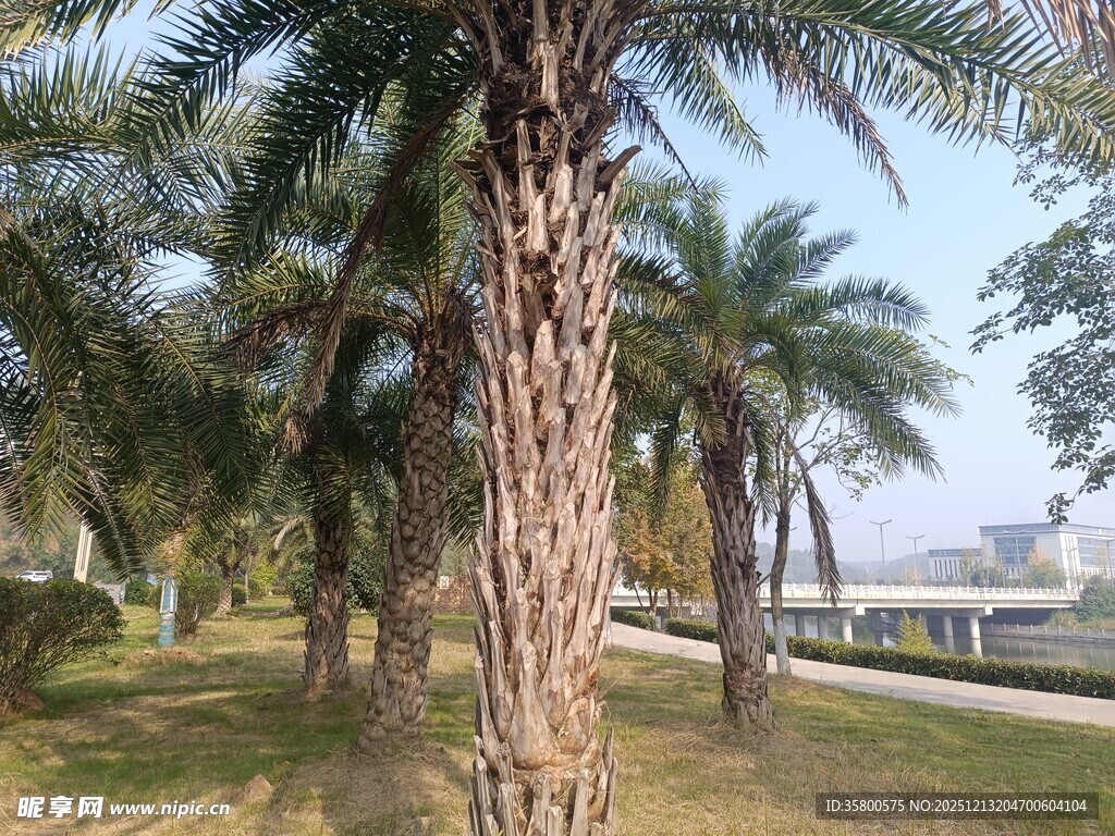 户外棕榈树林景观