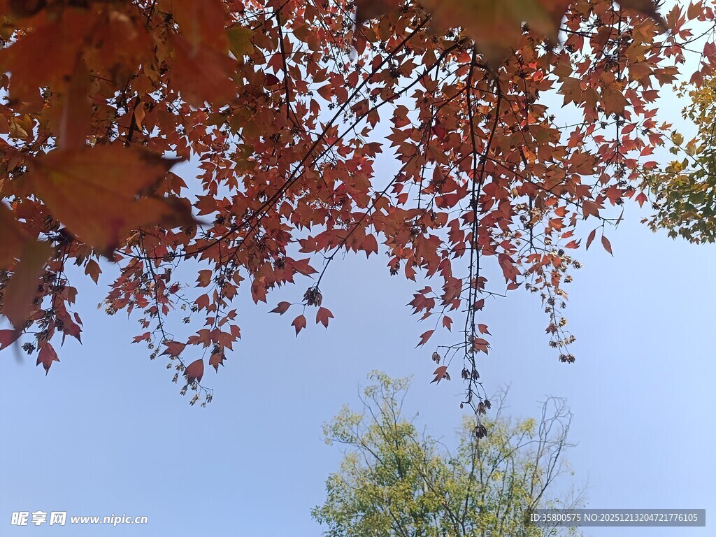 秋日红叶映蓝天