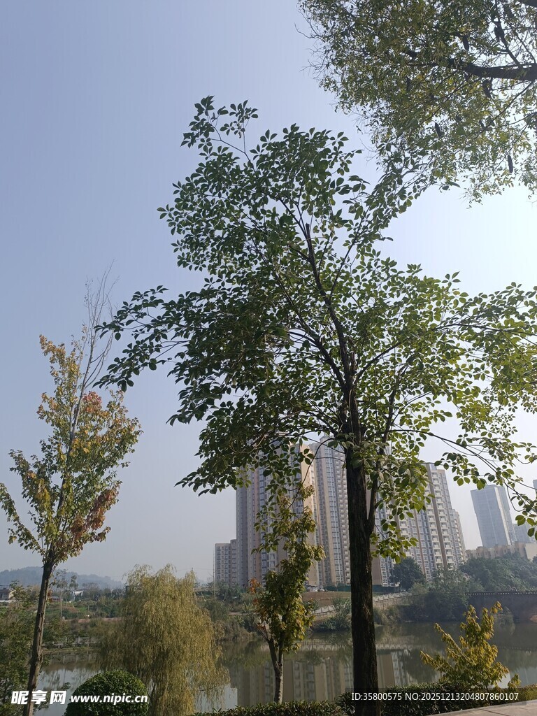 城市湖畔绿树风景
