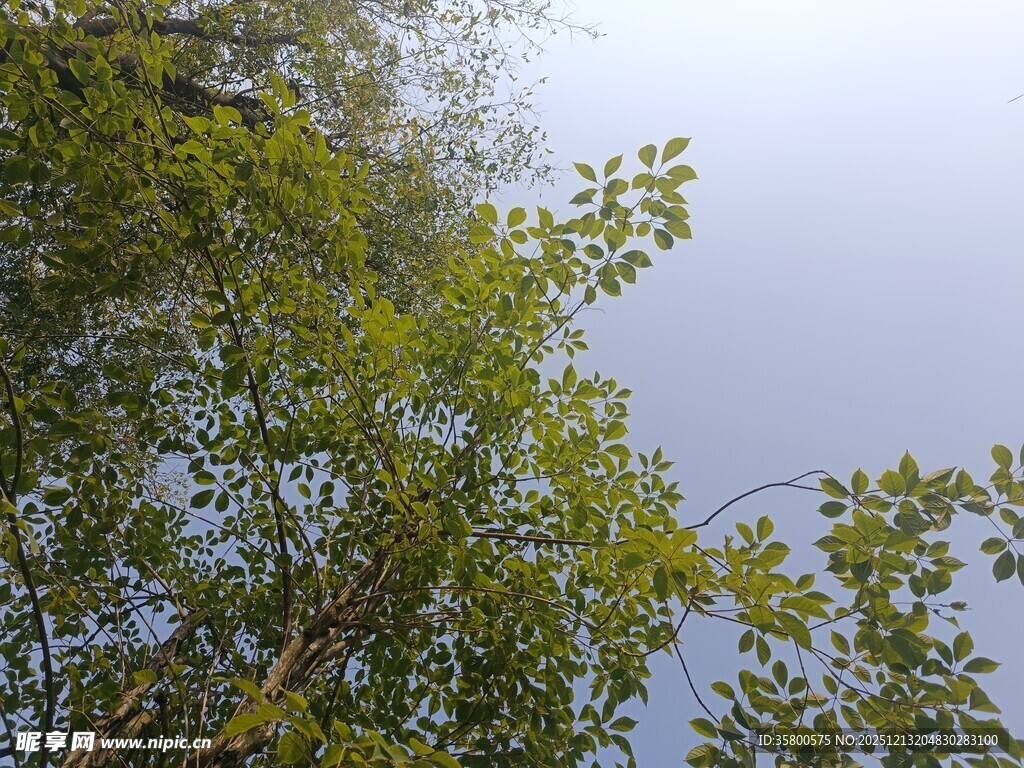 仰视葱郁树枝与天空