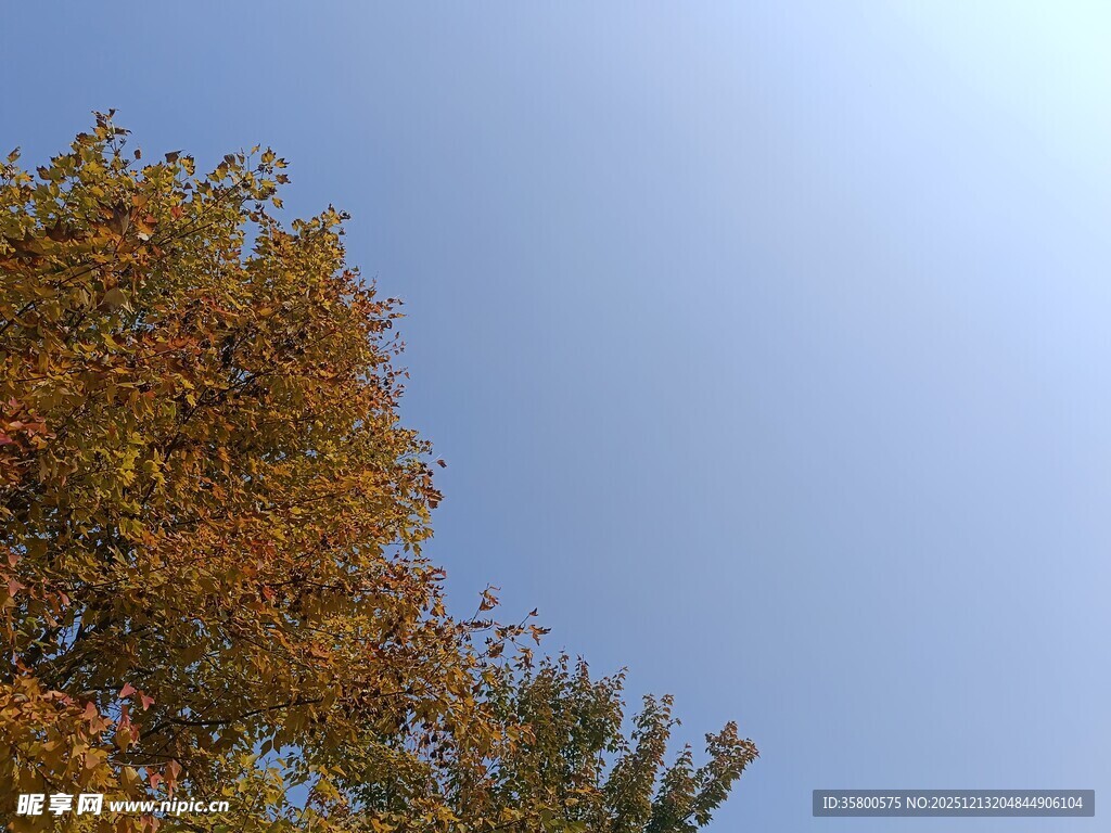秋日树梢与蓝天美景