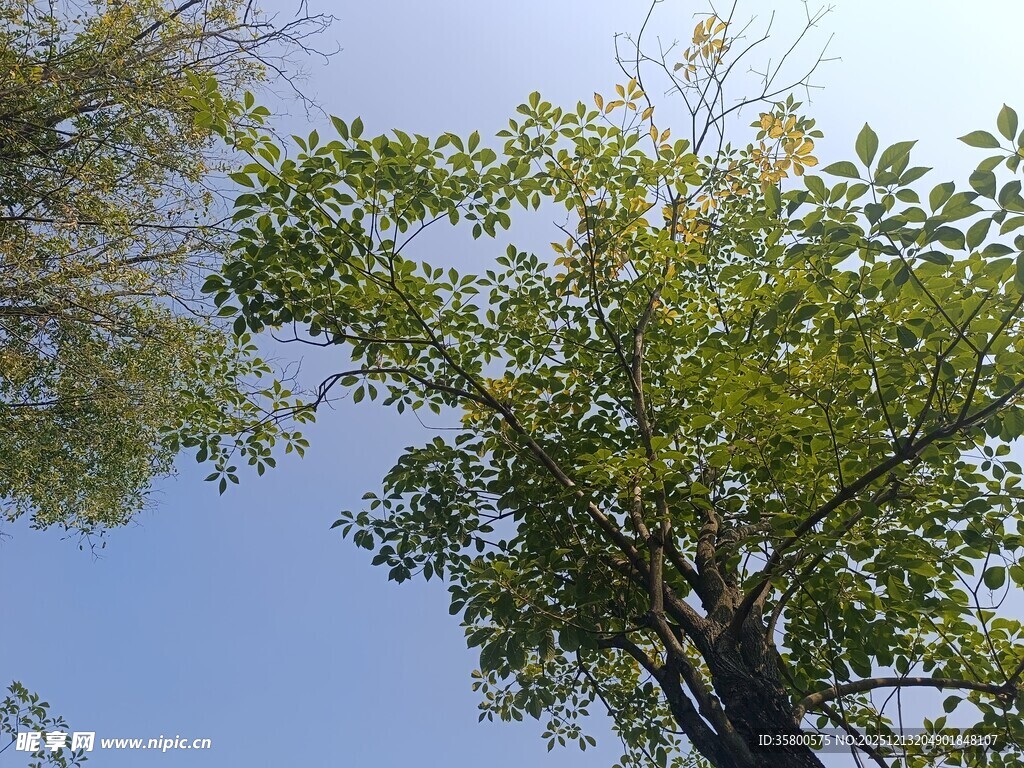 仰视绿树蓝天美景